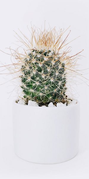Ball Cactus