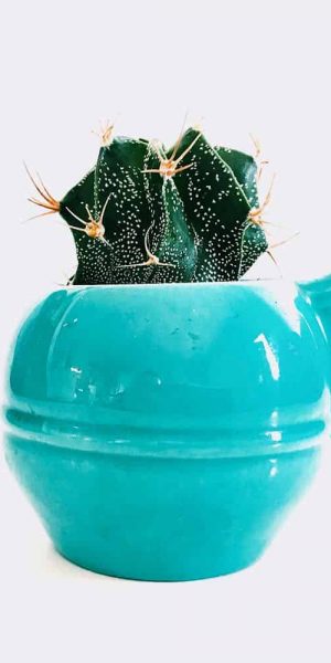 Mini Astrophytum