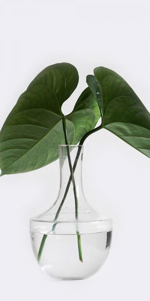 Money Plant