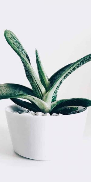 Boncellensis Secullant